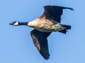 Canada Goose